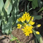 Yellow Garlic (Allium moly) – plant photo