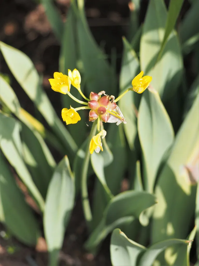 Yellow Garlic (Allium moly) – flowers in close-up, plant photo