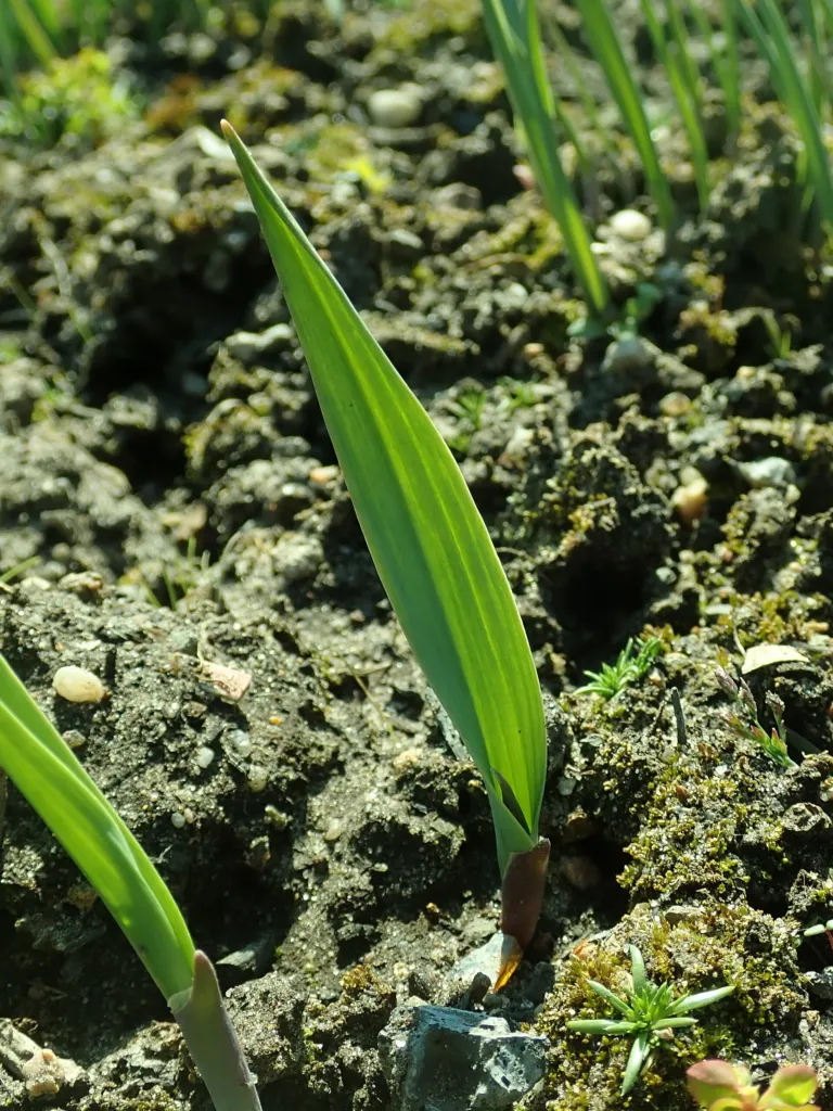 Yellow Garlic (Allium moly) – in a garden setting, plant photo