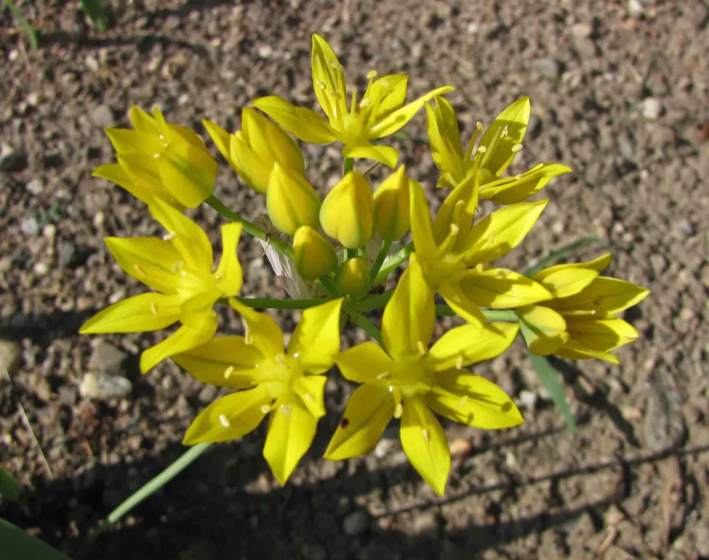 Yellow Garlic (Allium moly) – in a garden setting, plant photo