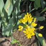 Allium moly – pestovanie a starostlivosť (Allium moly) – fotografia rastliny