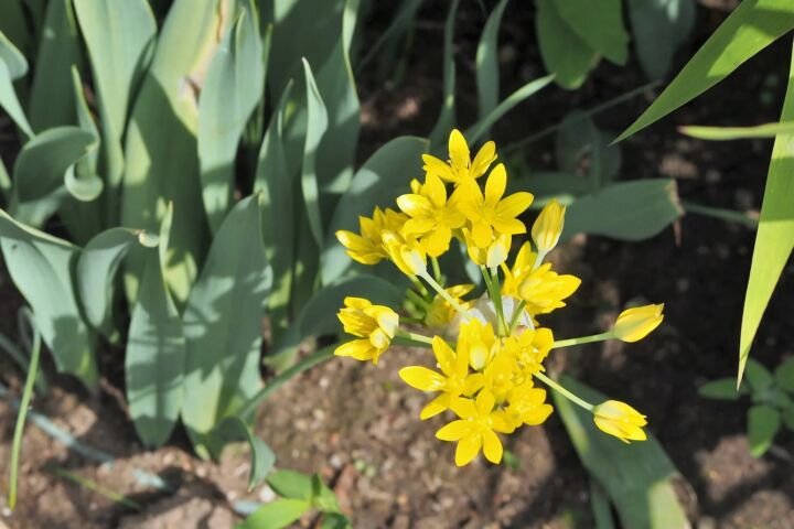 Allium moly