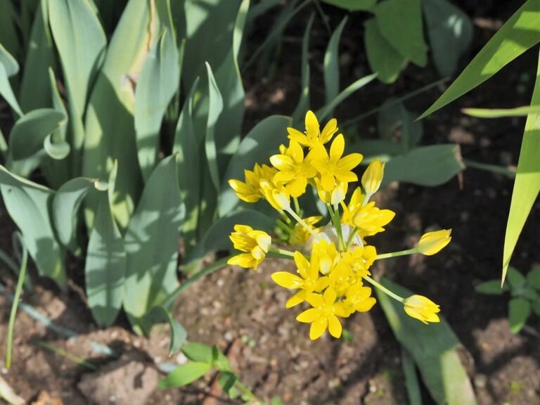 Allium moly – pestovanie a starostlivosť (Allium moly) – fotografia rastliny