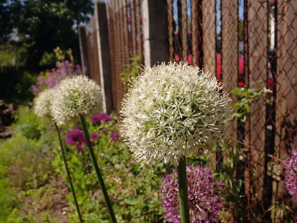 Zierlauch ‘Mount Everest’ (Allium 'Mount Everest') – im Garten, Pflanzenfoto