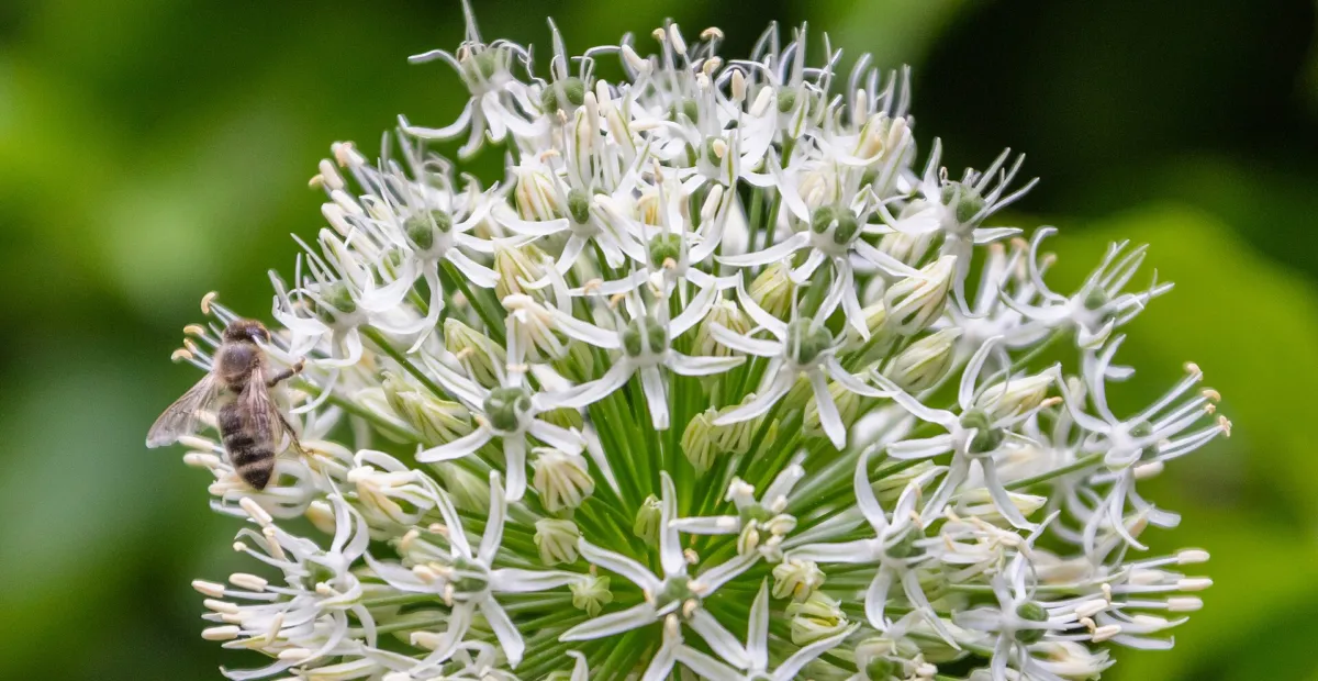 Mount Everest giant allium (Allium 'Mount Everest') – plant photo