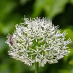 Mount Everest giant allium (Allium 'Mount Everest') – plant photo