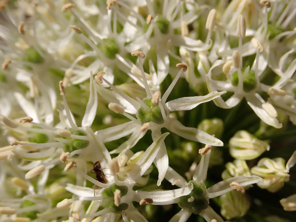 Zierlauch ‘Mount Everest’ (Allium 'Mount Everest') – im Garten, Pflanzenfoto