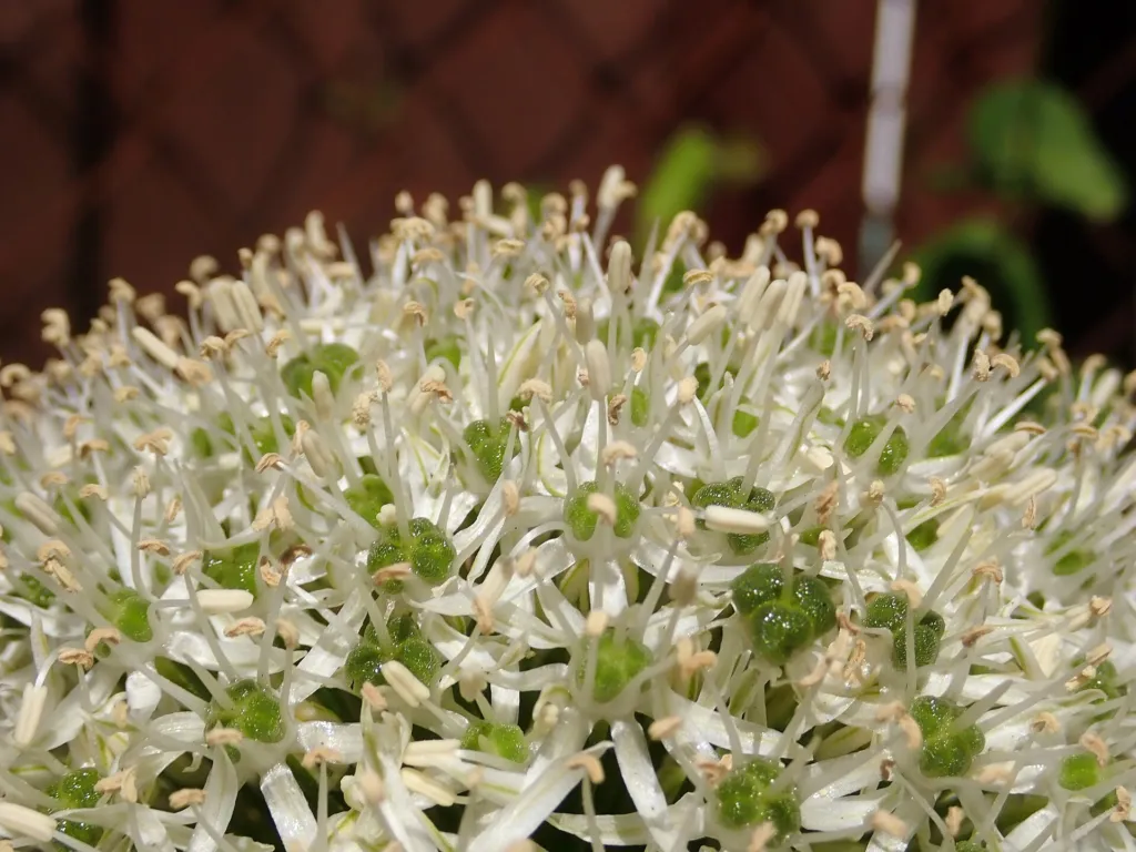 Zierlauch ‘Mount Everest’ (Allium 'Mount Everest') – im Garten, Pflanzenfoto