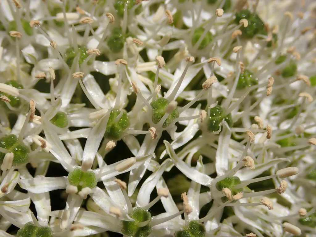 Zierlauch ‘Mount Everest’ (Allium 'Mount Everest') – im Garten, Pflanzenfoto