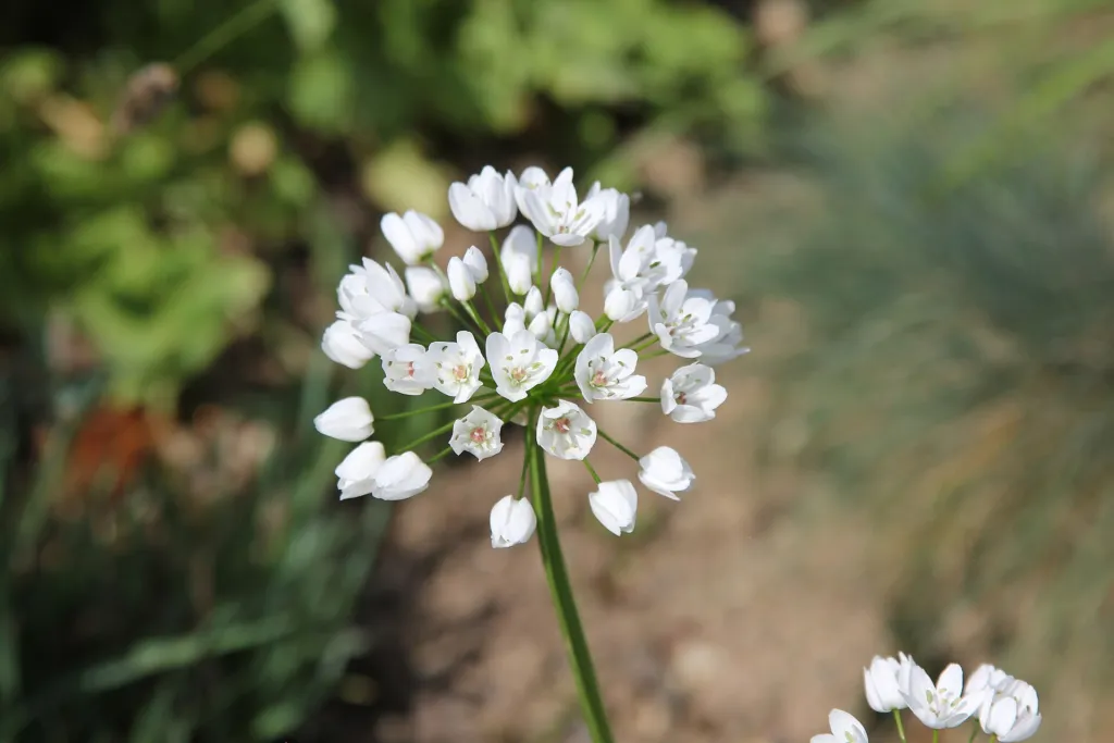 Allium neapolitanum care guide (Allium neapolitanum) – flowers in close-up, plant photo