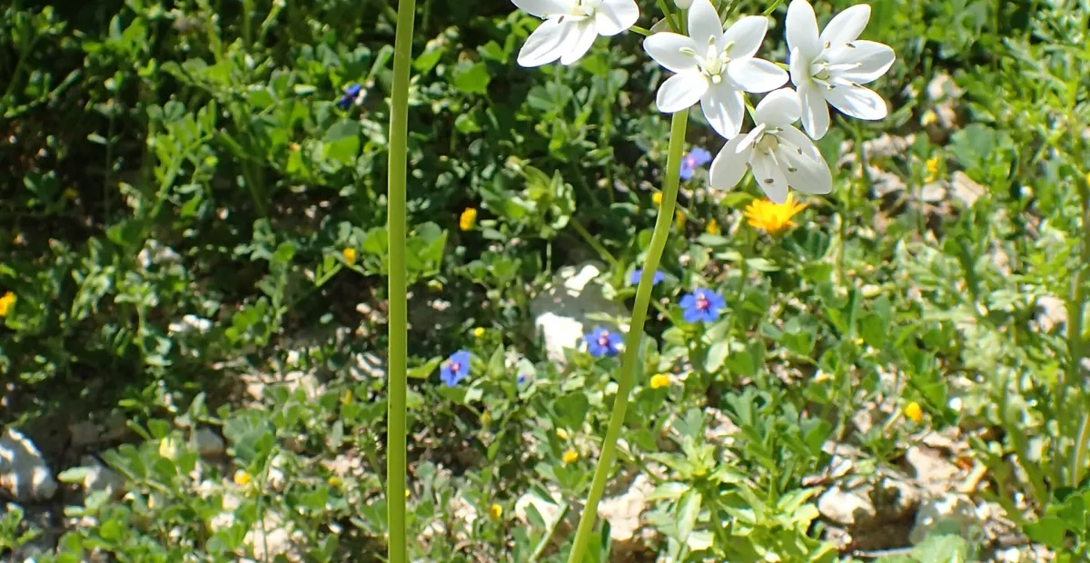 Allium neapolitanum – plant photo