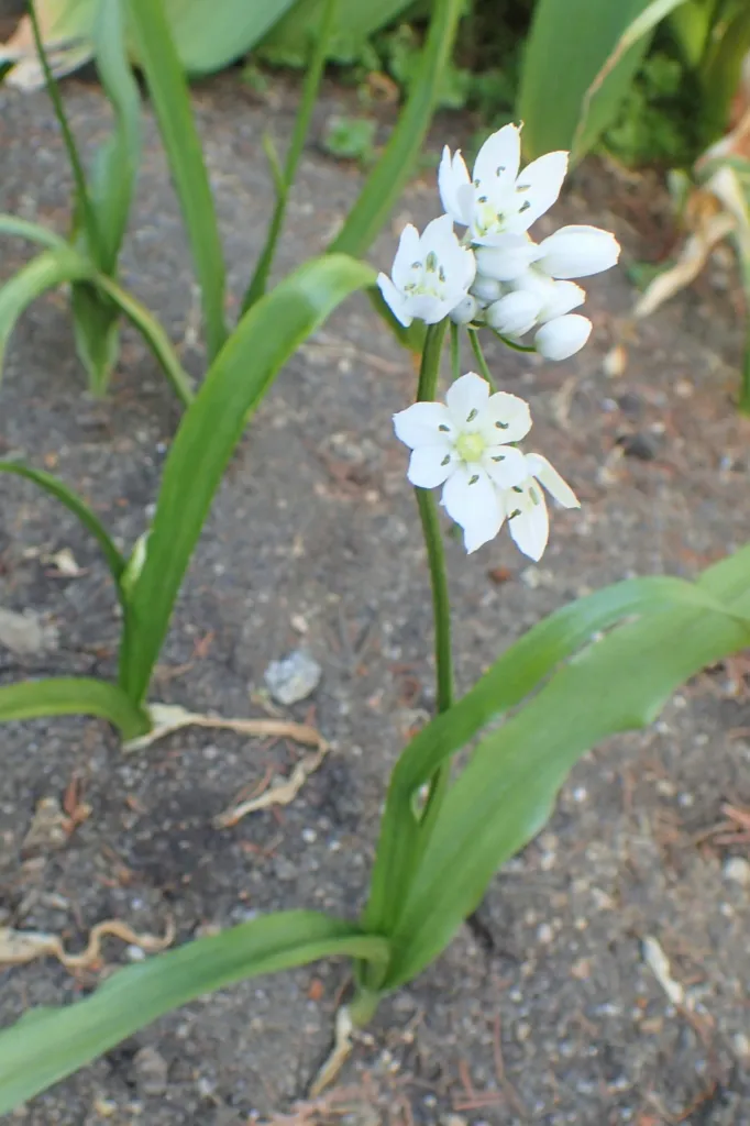 Allium neapolitanum care guide (Allium neapolitanum) – in a garden setting, plant photo