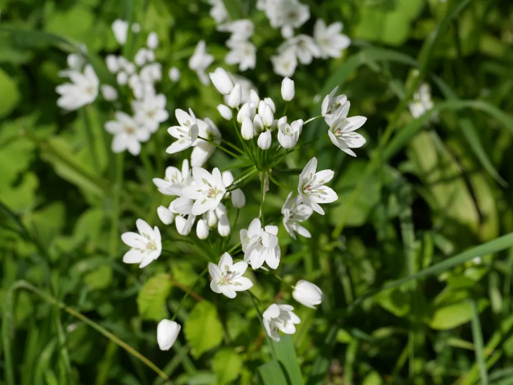 Allium neapolitanum care guide (Allium neapolitanum) – characteristic appearance, plant photo