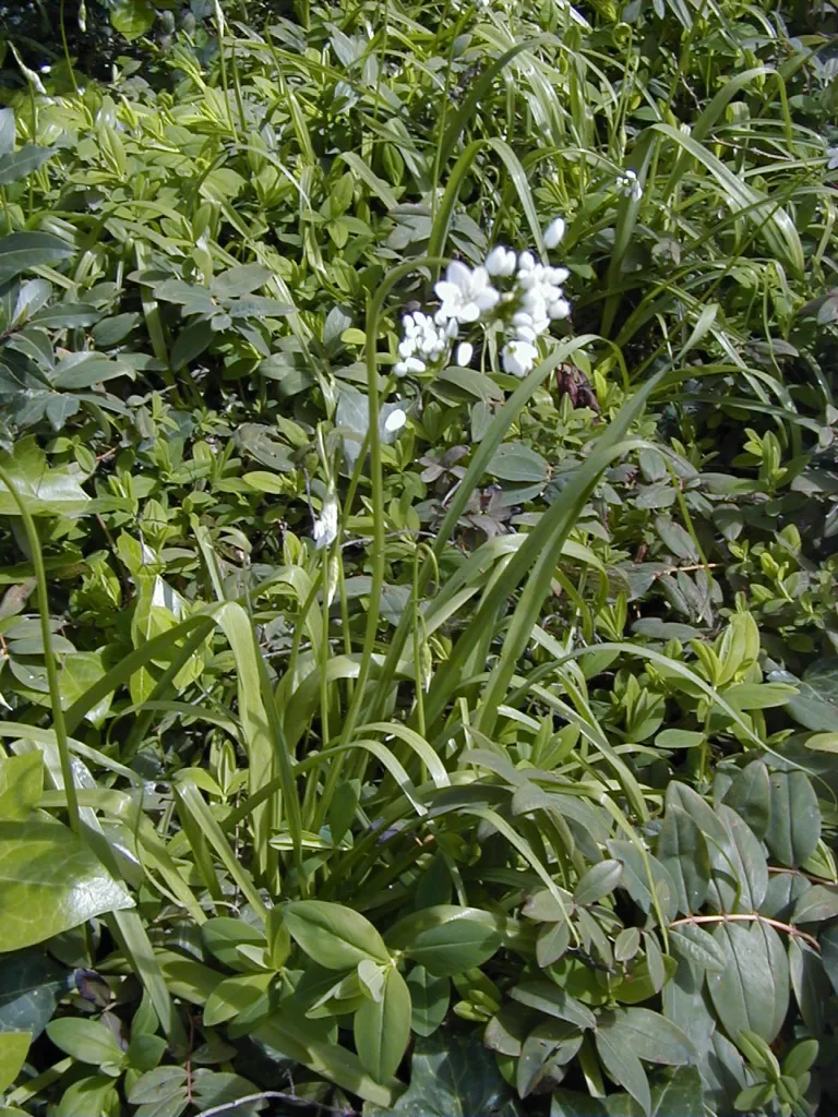 Allium neapolitanum care guide (Allium neapolitanum) – characteristic appearance, plant photo