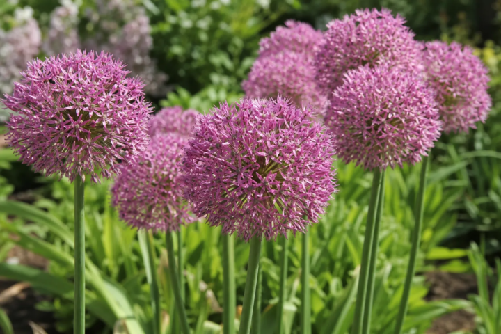 Allium 'Pink Jewel'