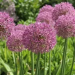 Allium ‘Pink Jewel’ (Allium 'Pink Jewel') – plant photo