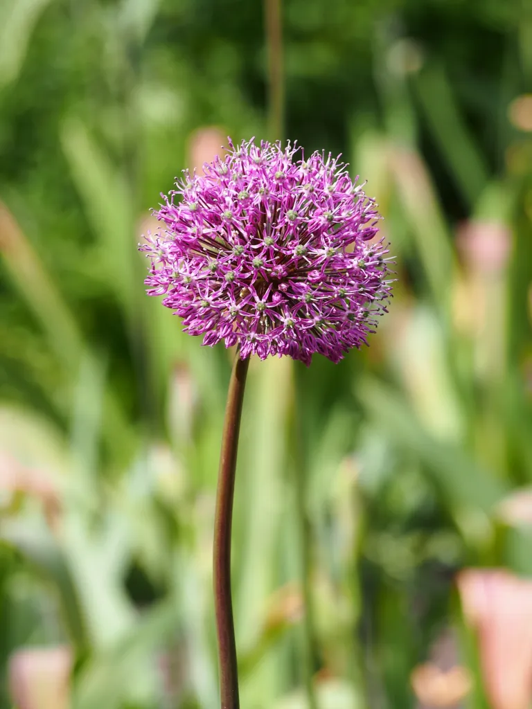 Zierlauch ‘Purple Sensation’ (Allium 'Purple Sensation') – typisches Erscheinungsbild, Pflanzenfoto