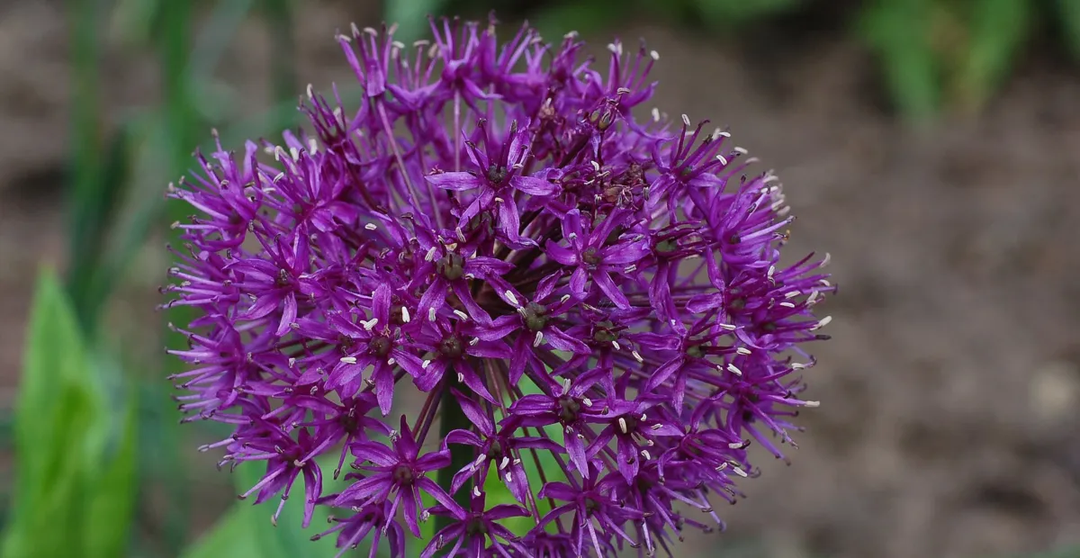 ornamental onion (Allium 'Purple Sensation') – plant photo