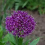 ornamental onion (Allium 'Purple Sensation') – plant photo