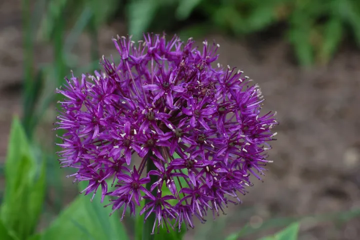 Allium 'Purple Sensation'