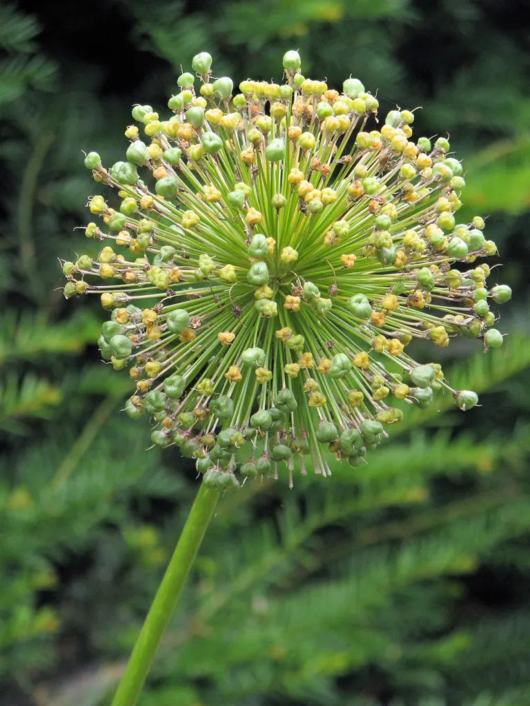 Zierlauch ‘Purple Sensation’ (Allium 'Purple Sensation') – Früchte in Nahaufnahme, Pflanzenfoto