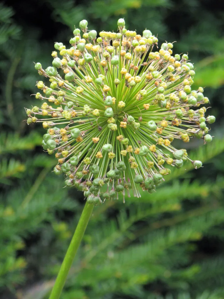 Zierlauch ‘Purple Sensation’ (Allium 'Purple Sensation') – Früchte in Nahaufnahme, Pflanzenfoto