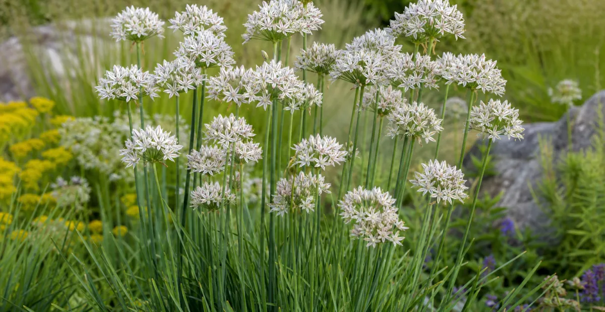 Allium ramosum – plant photo