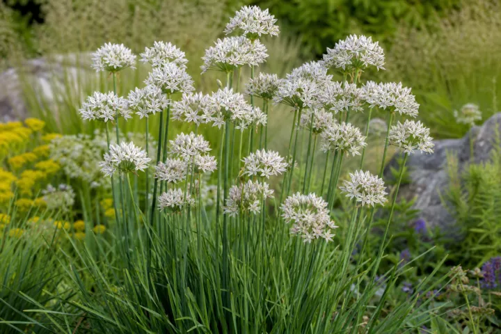 Allium ramosum