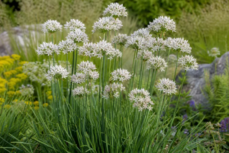 Allium ramosum