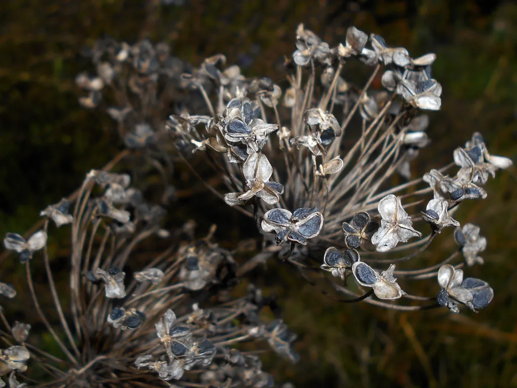Duft-Lauch (Allium ramosum) – im Garten, Pflanzenfoto