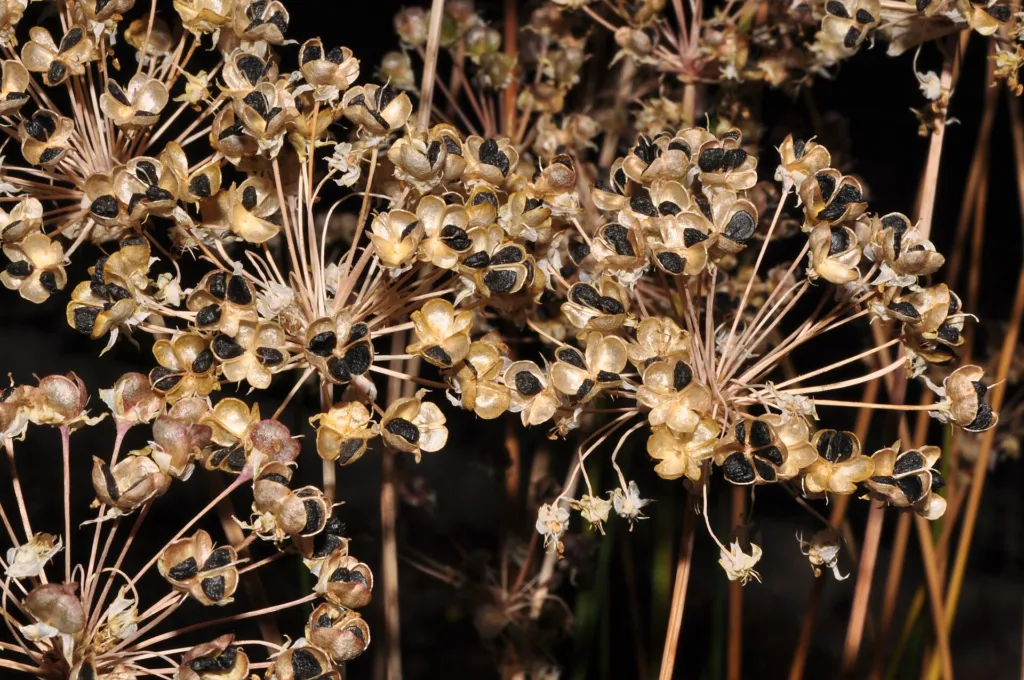 Duft-Lauch (Allium ramosum) – Samen und Früchte, Pflanzenfoto