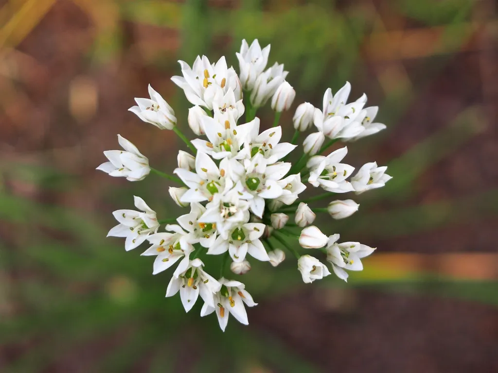 Duft-Lauch (Allium ramosum) – typisches Erscheinungsbild, Pflanzenfoto