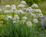 Allium ramosum – pestovanie a starostlivosť