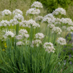 Allium ramosum – pestovanie a starostlivosť (Allium ramosum) – fotografia rastliny
