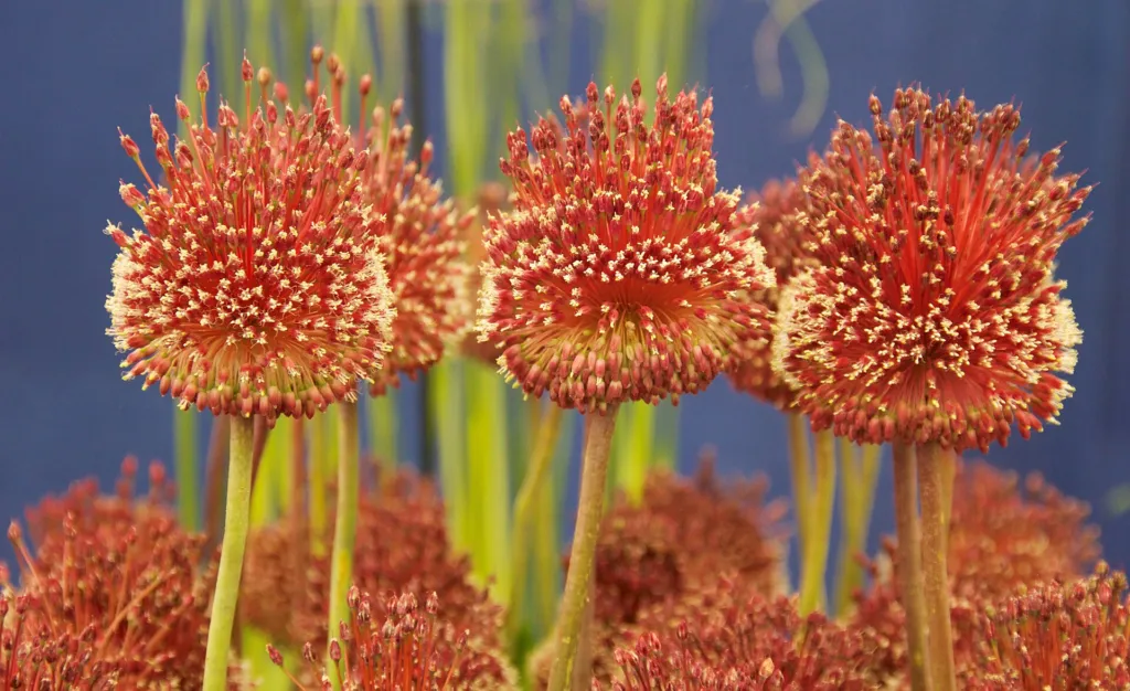 Zierlauch (Allium 'Red Mohican') – Blüten in Nahaufnahme, Pflanzenfoto