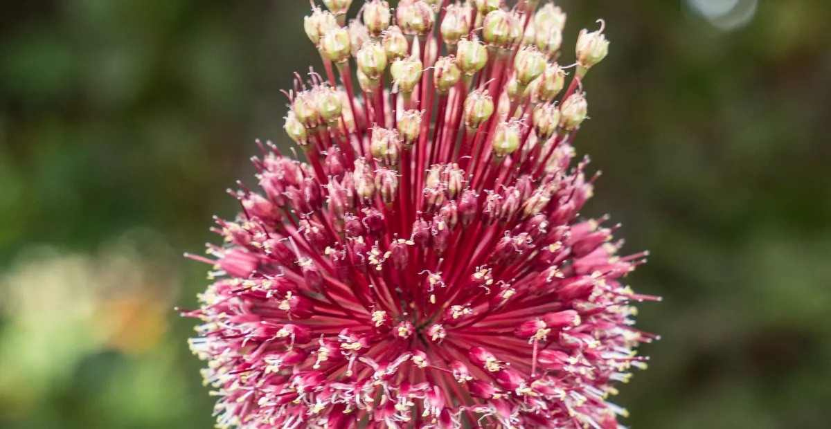 ornamental onion (Allium 'Red Mohican') – plant photo