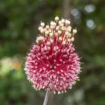 ornamental onion (Allium 'Red Mohican') – plant photo