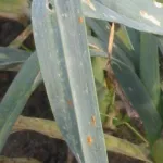 Allium rust