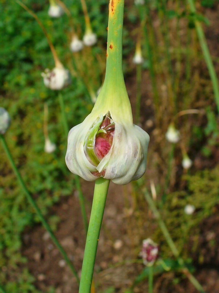Garlic (Allium sativum) – characteristic appearance, plant photo