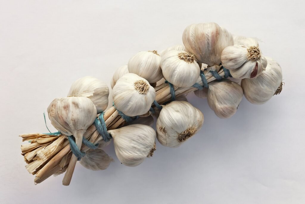 Garlic (Allium sativum) – plant photo