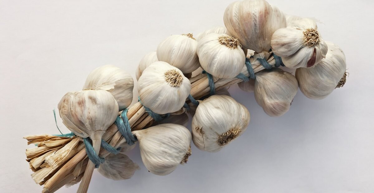 Garlic (Allium sativum) – plant photo