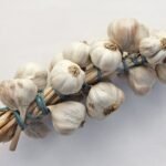 Garlic (Allium sativum) – characteristic appearance, plant photo