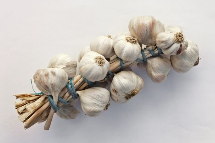 Allium sativum