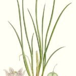 Chives (Allium schoenoprasum) – characteristic appearance, plant photo