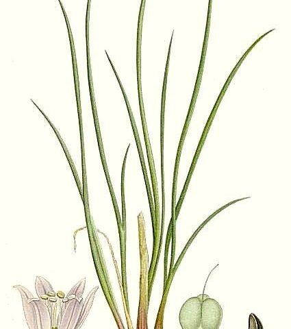 Allium schoenoprasum
