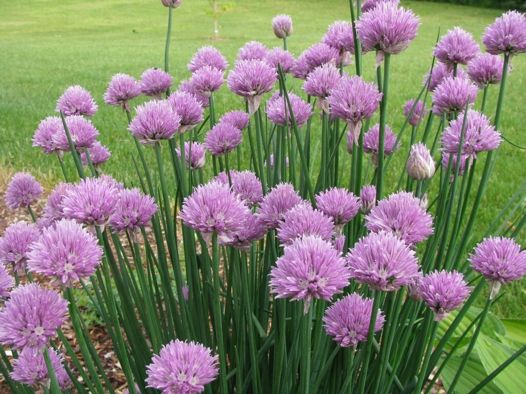 Schnittlauch (Allium schoenoprasum) – typisches Erscheinungsbild, Pflanzenfoto