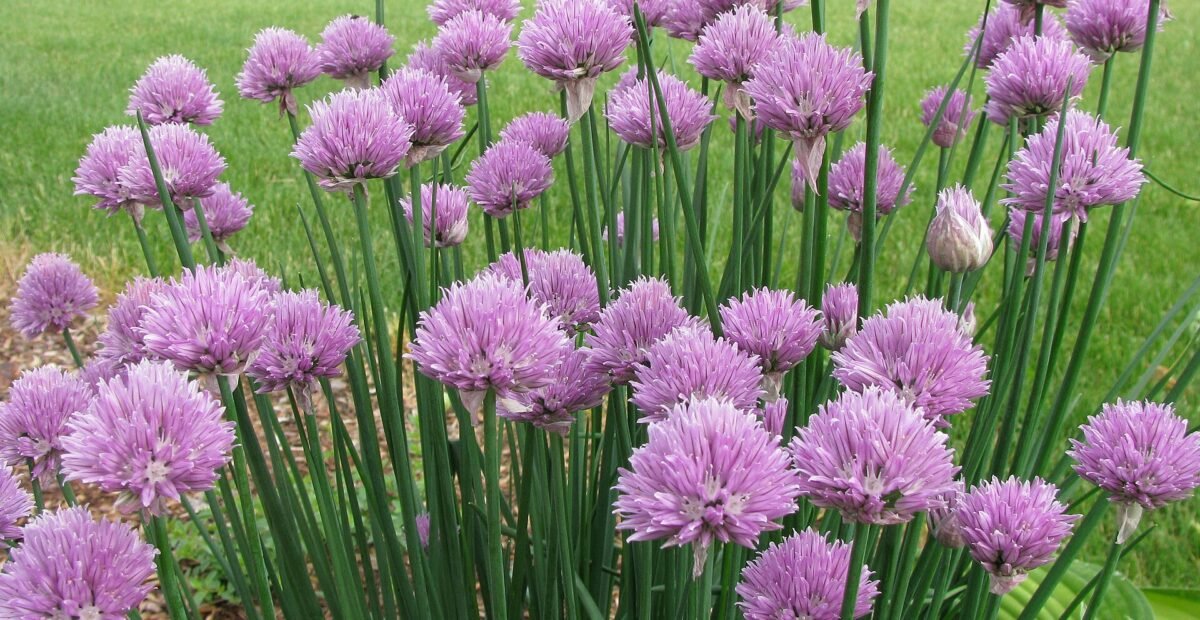 Chives (Allium schoenoprasum) – plant photo