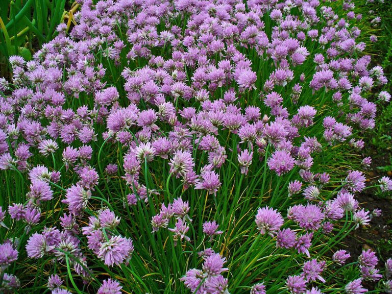 Chives (Allium schoenoprasum) – in a garden setting, plant photo