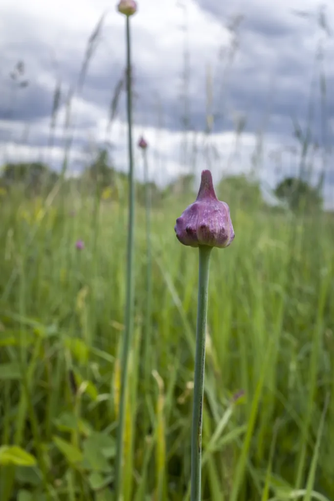 Schlangen-Lauch (Allium scorodoprasum) – typisches Erscheinungsbild, Pflanzenfoto
