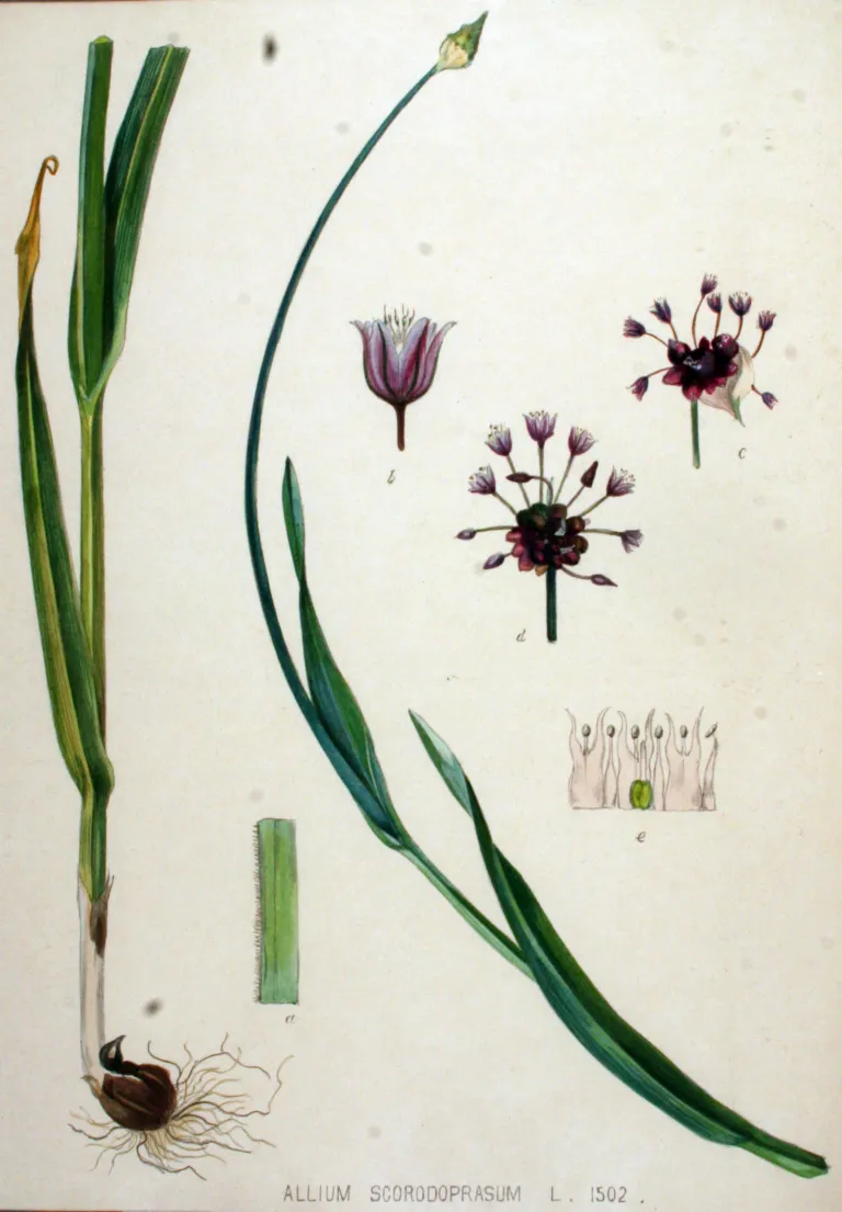 Sand Leek (Allium scorodoprasum) – characteristic appearance, plant photo